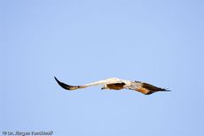 Mönchsgeier (8 von 9).jpg